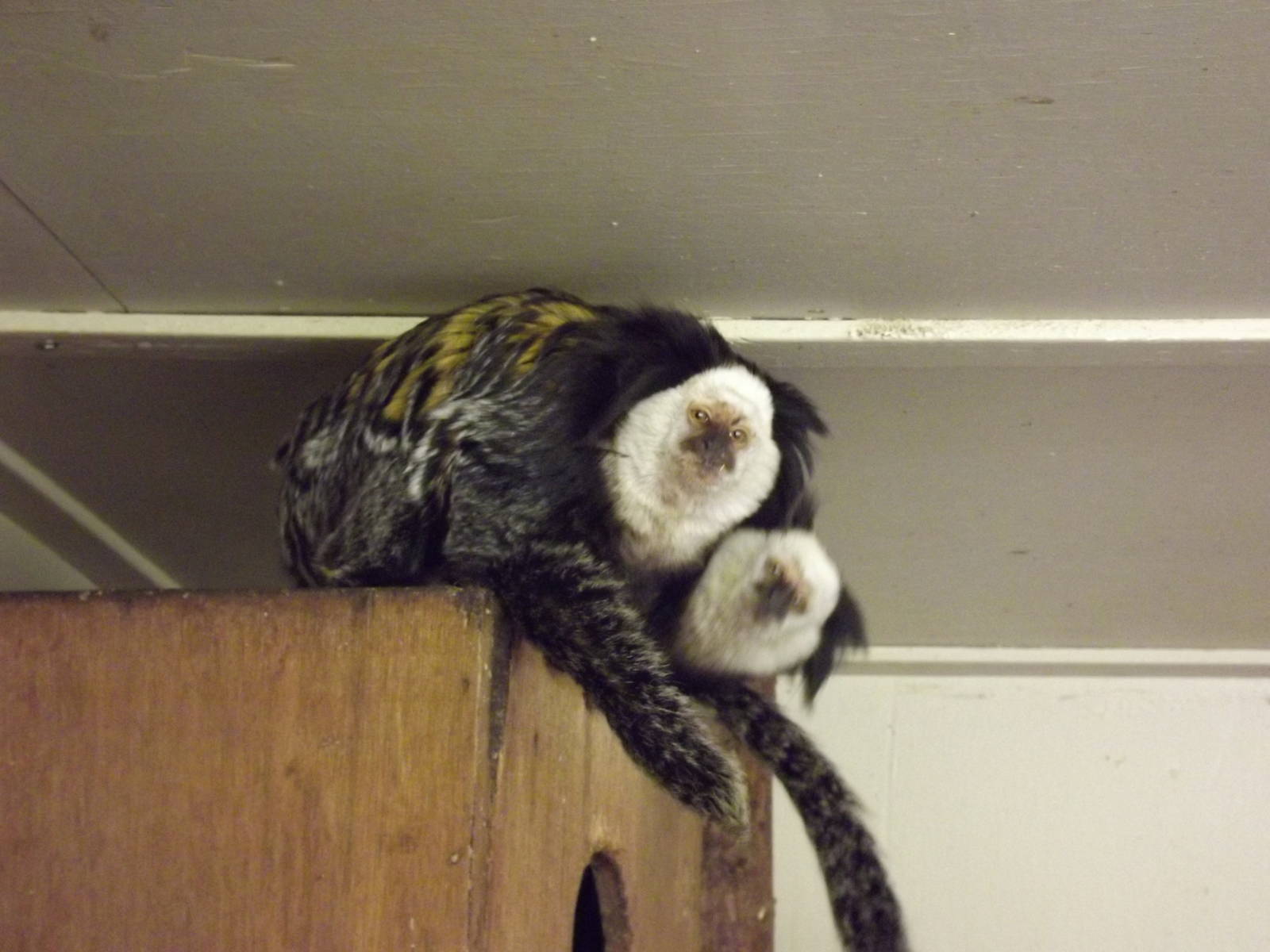 Geoffrey's marmoset at Blackpool Zoo 15/01/12
