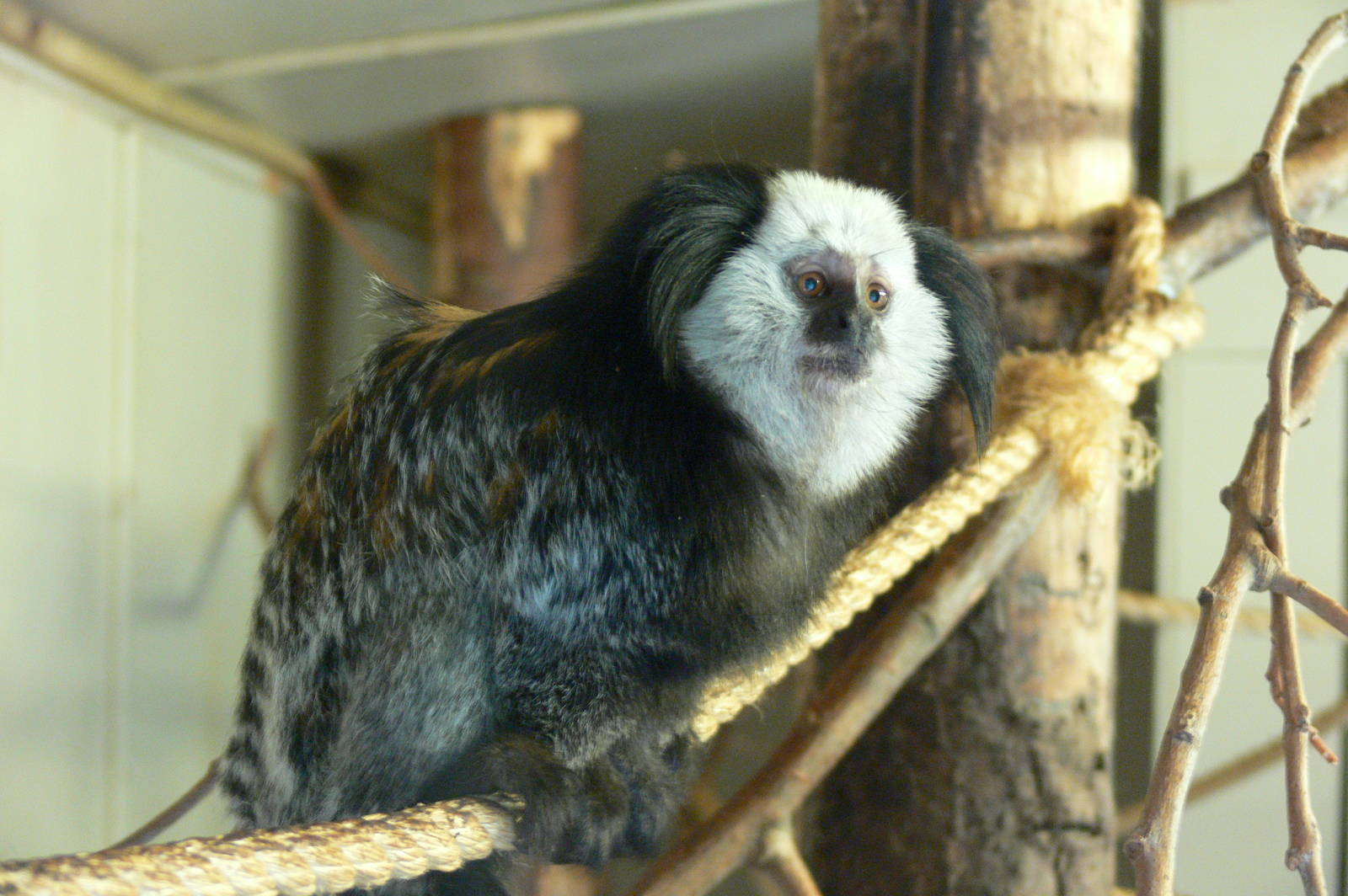Geoffreys Marmoset at Blackpool Zoo, 16/08/14