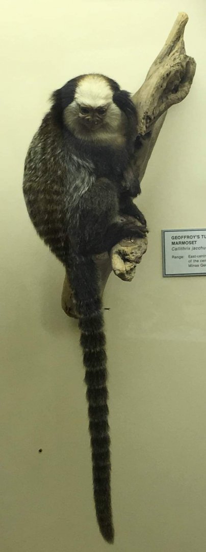 Geoffreys marmoset (Callithrix geoffreyi)