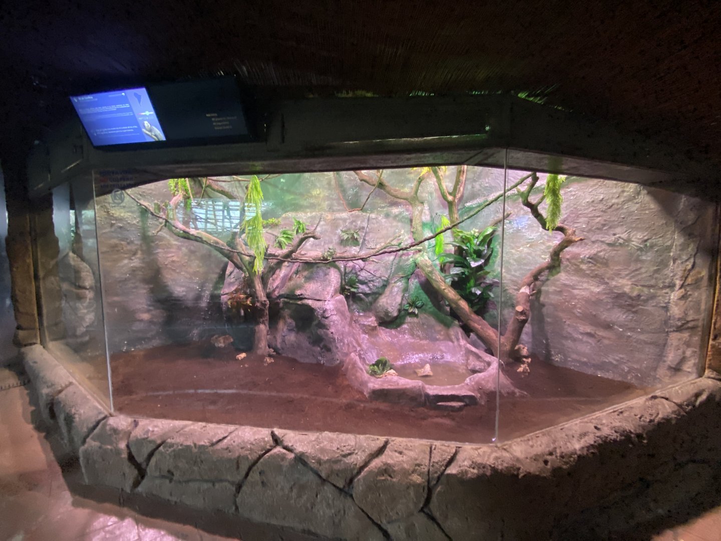 Geoffrey’s marmoset enclosure