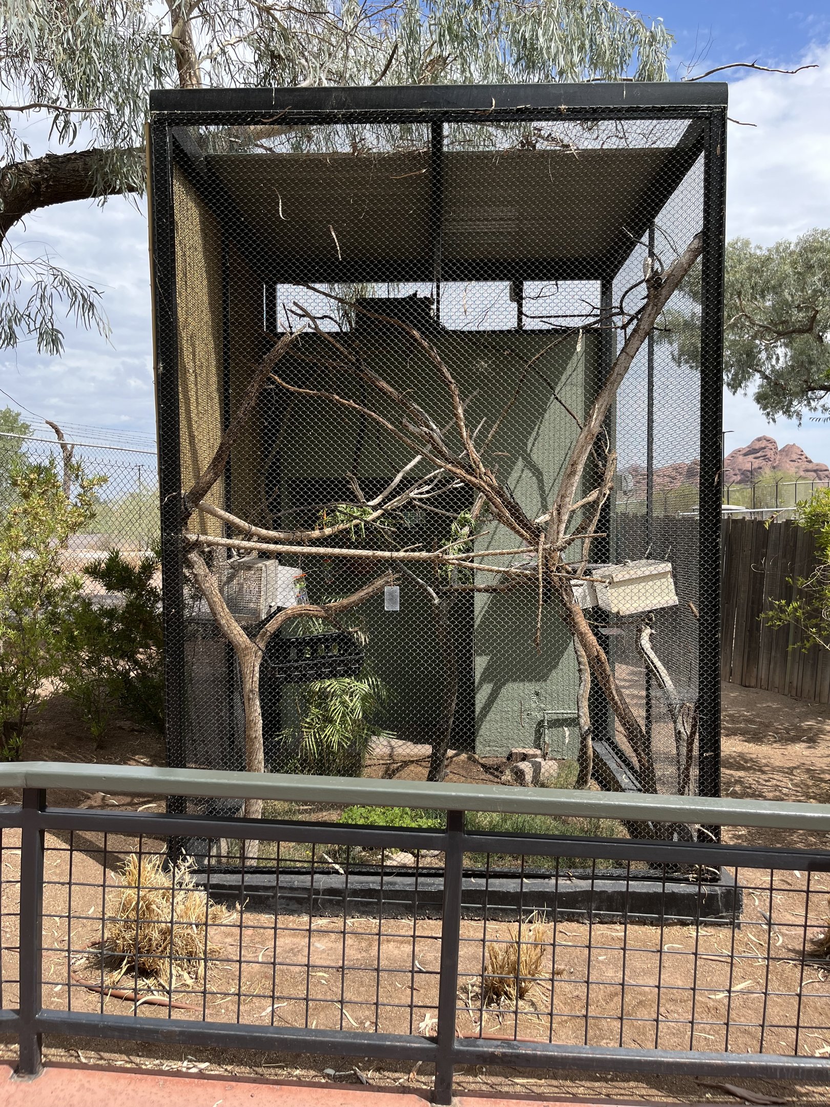 Geoffrey’s Marmoset Exhibit