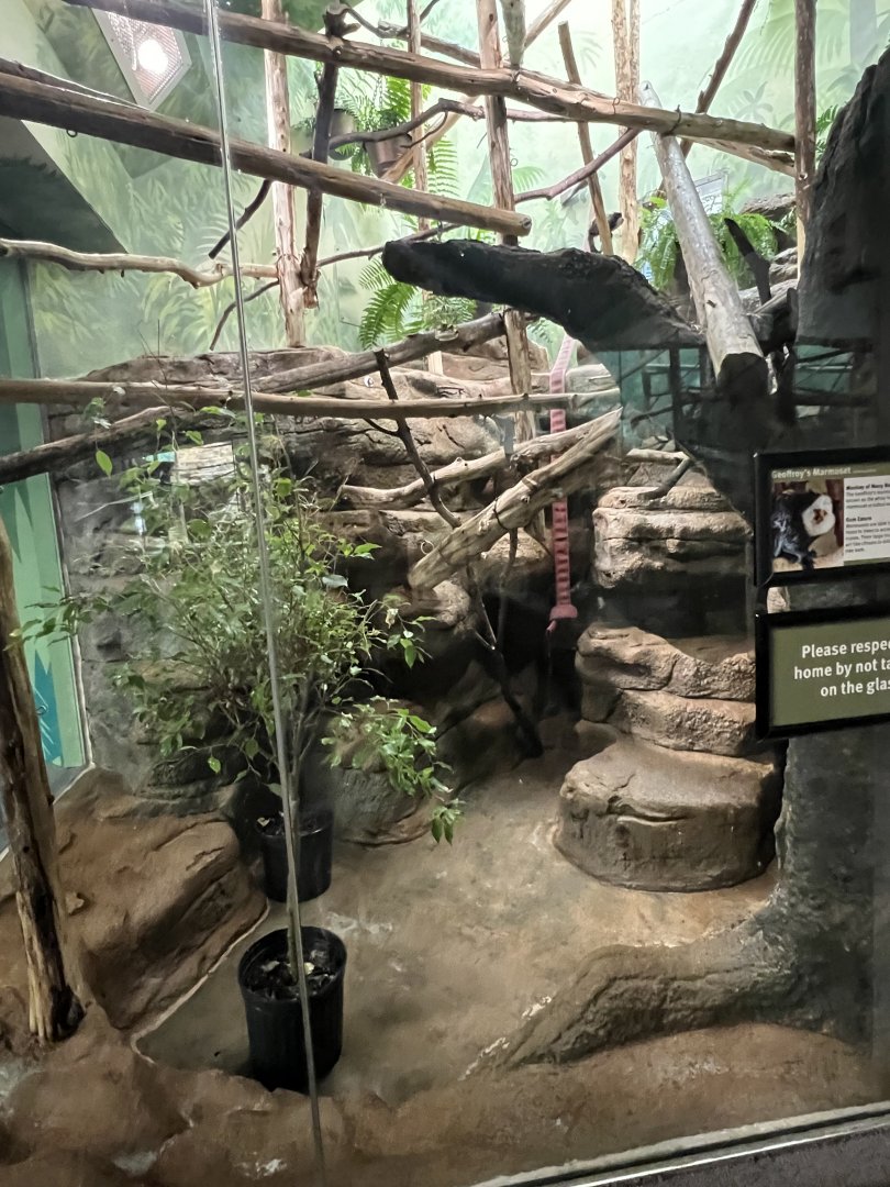 Geoffrey’s Marmoset Exhibit