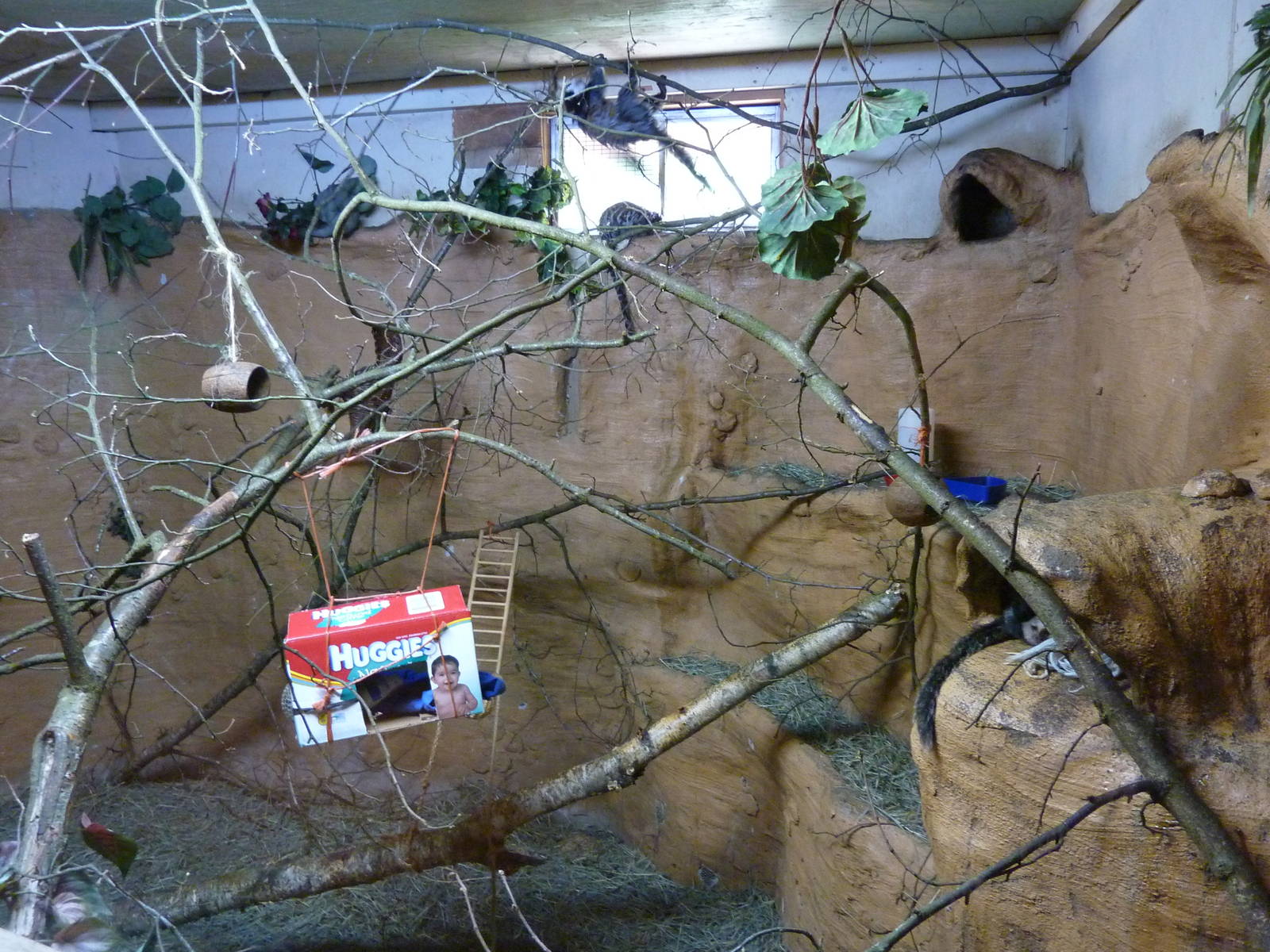 Geoffrey's Marmoset Exhibit