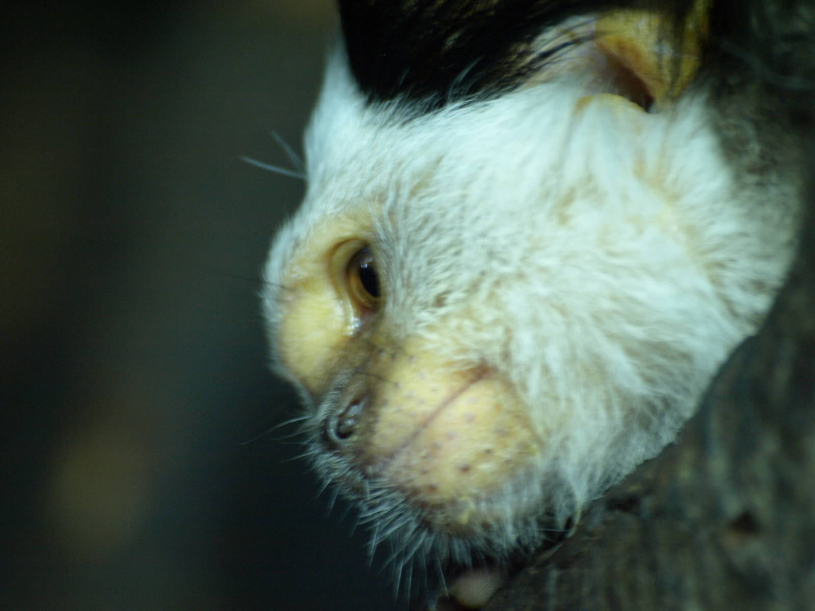 Geoffrey's marmoset face