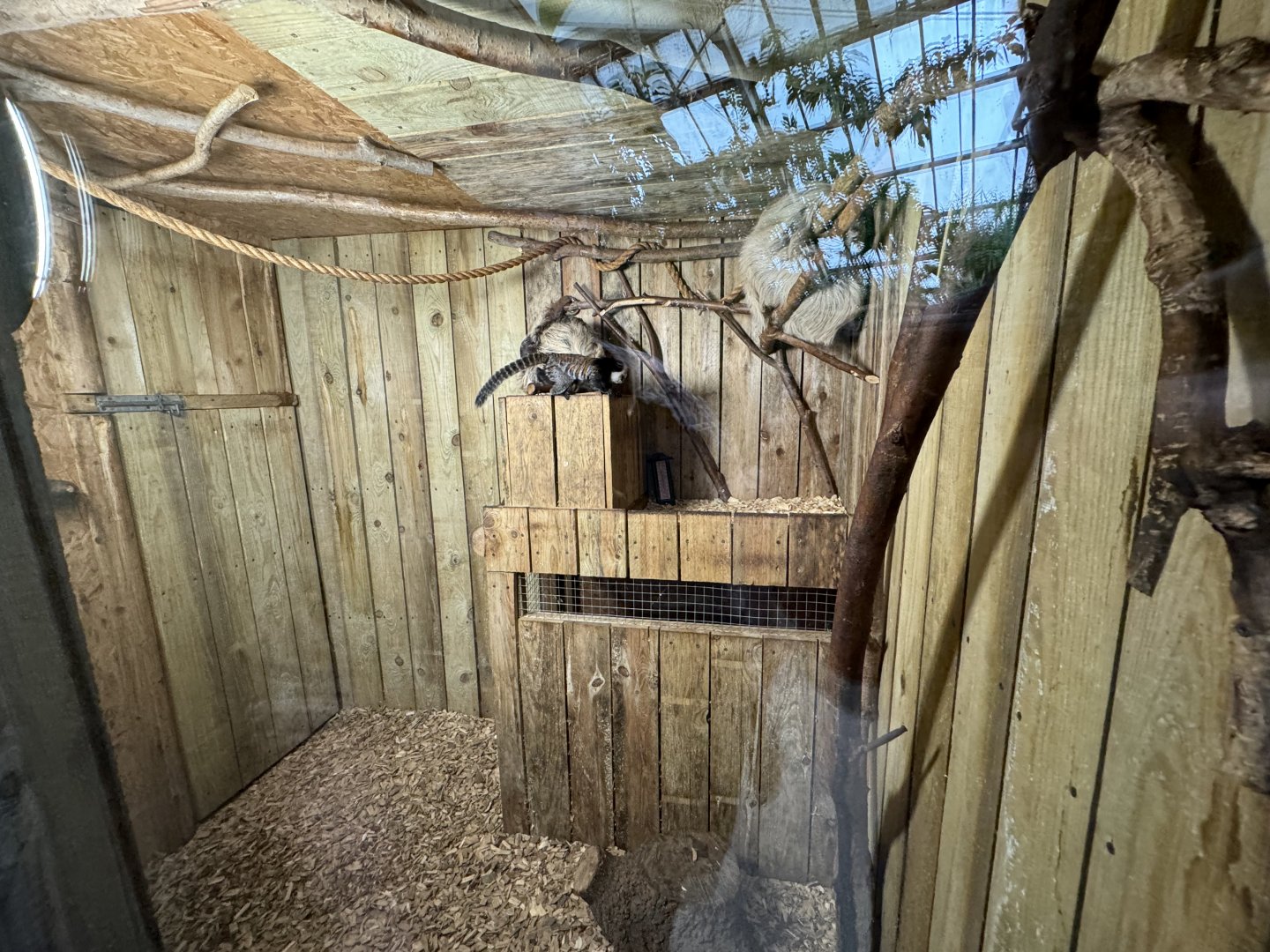 Geoffrey's Marmoset / Linnaeus's Two-Toed Sloth Enclosure at Woodside Wildlife Park (May 2024)