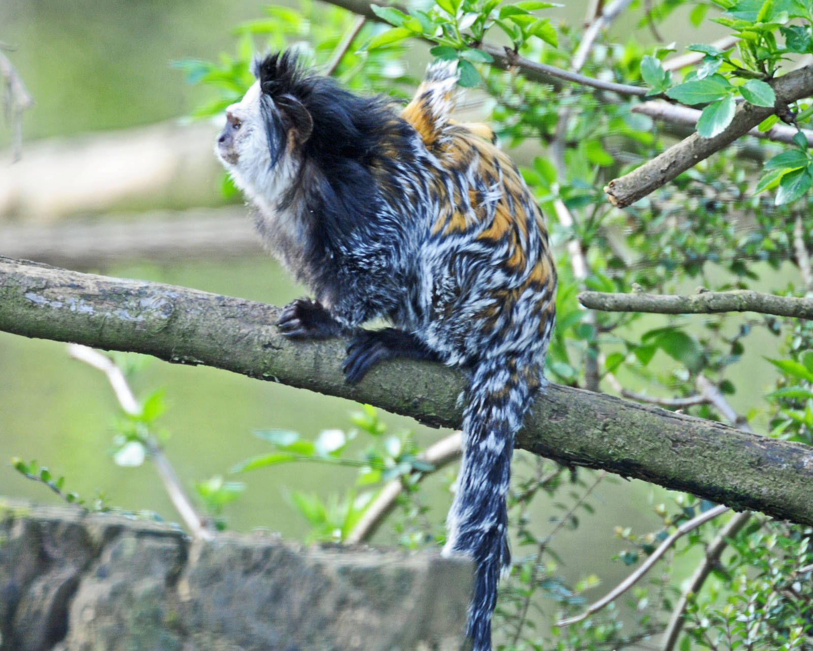 GEOFFREYS MARMOSET
