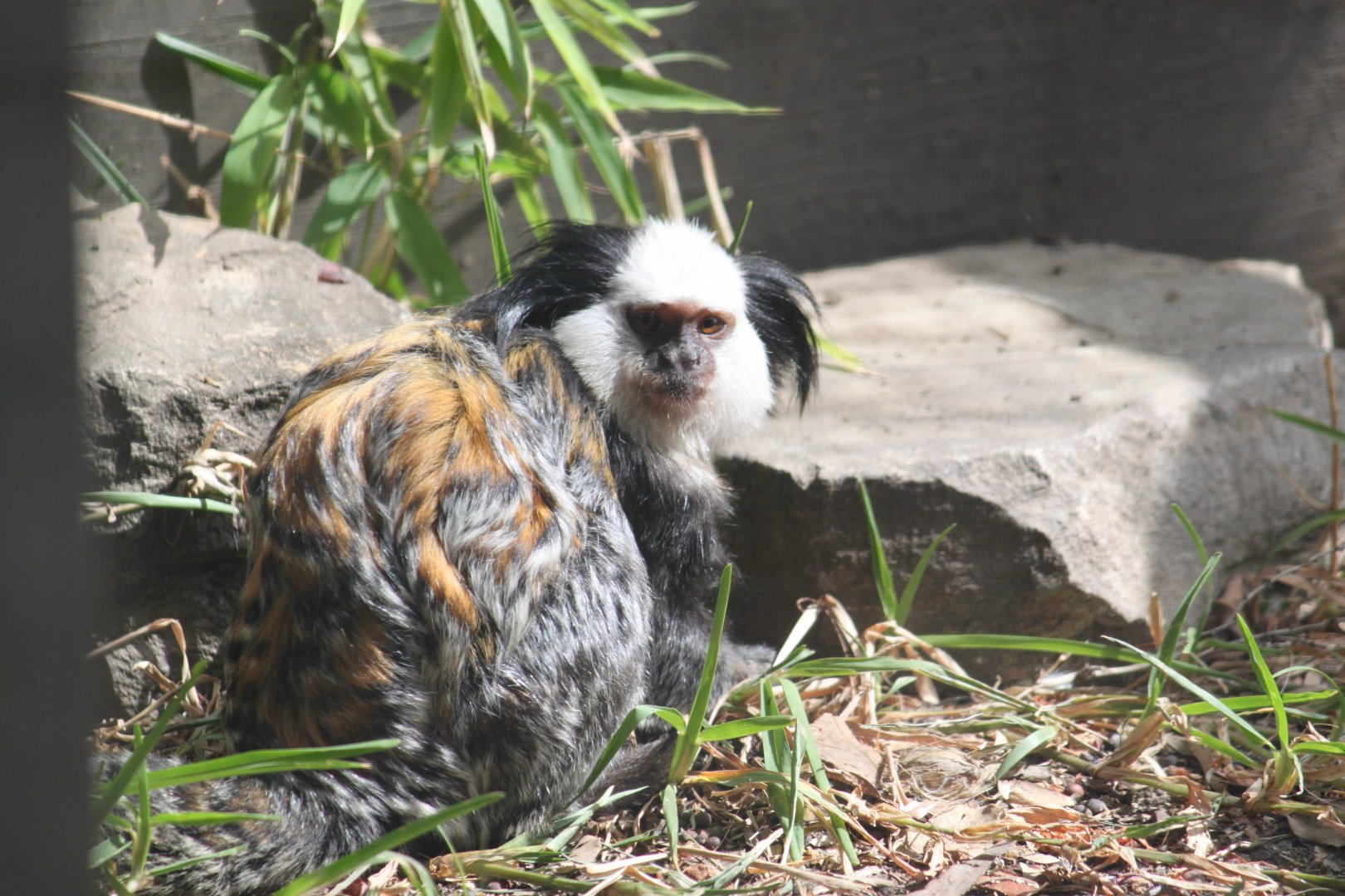 Geoffrey's marmoset