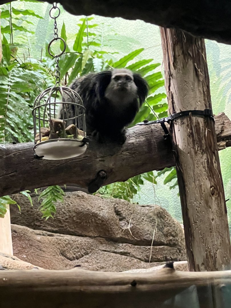 Geoffrey’s Marmoset