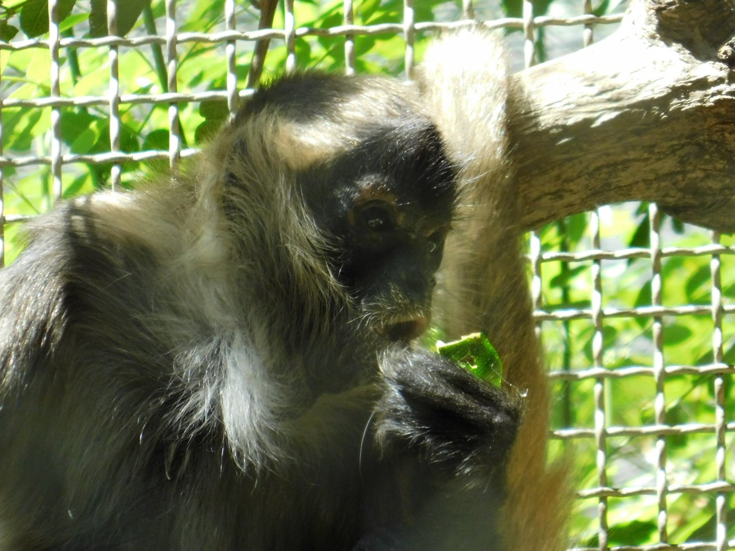 Geoffrey’s Spider Monkey