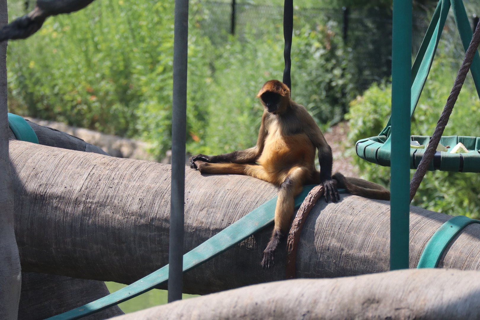 Geoffrey's Spider Monkey