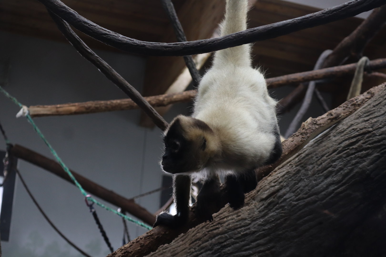 Geoffrey's Spider Monkey