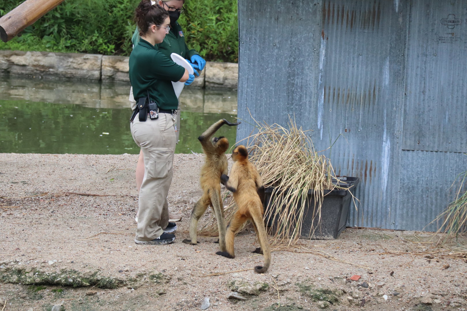 Geoffrey's Spider Monkey
