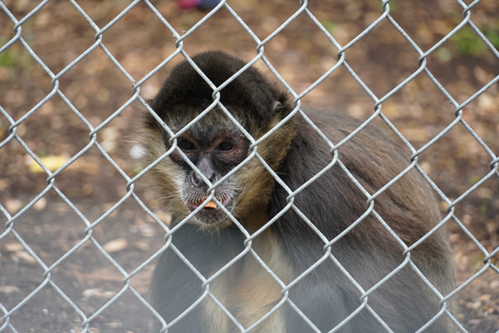 Geoffrey’s Spider Monkey