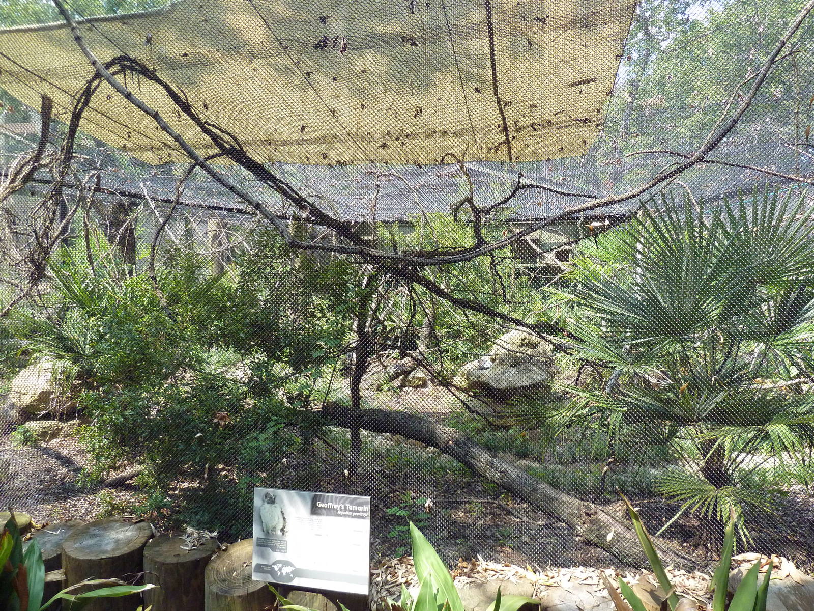 Geoffrey's Tamarin Exhibit