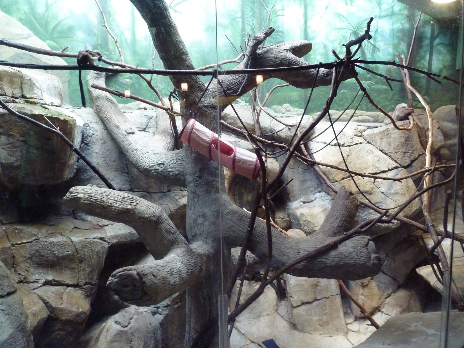 Geoffrey's Tamarin Exhibit