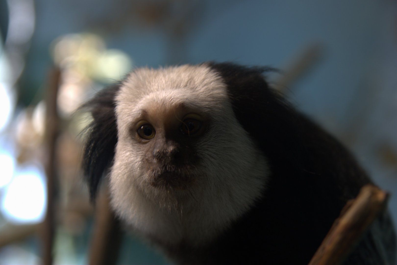 Geoffrey's Tufted-ear Marmoset (Callithrix geoffroyi), 13-09-25