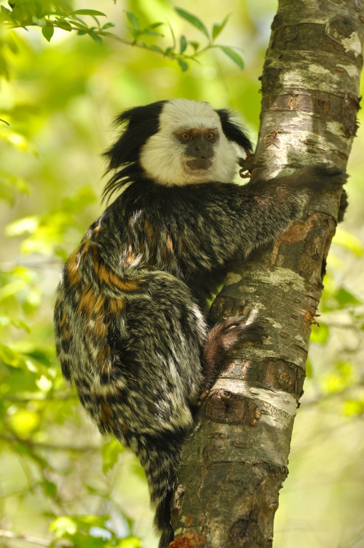 Geoffroy marmoset (Callithrix geoffroyi)