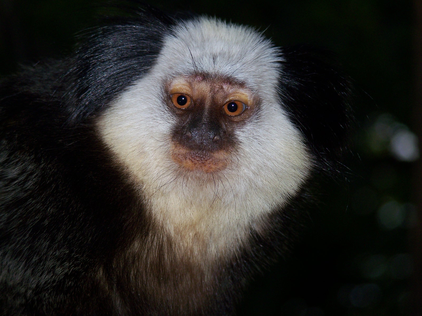 Geoffroy marmoset
