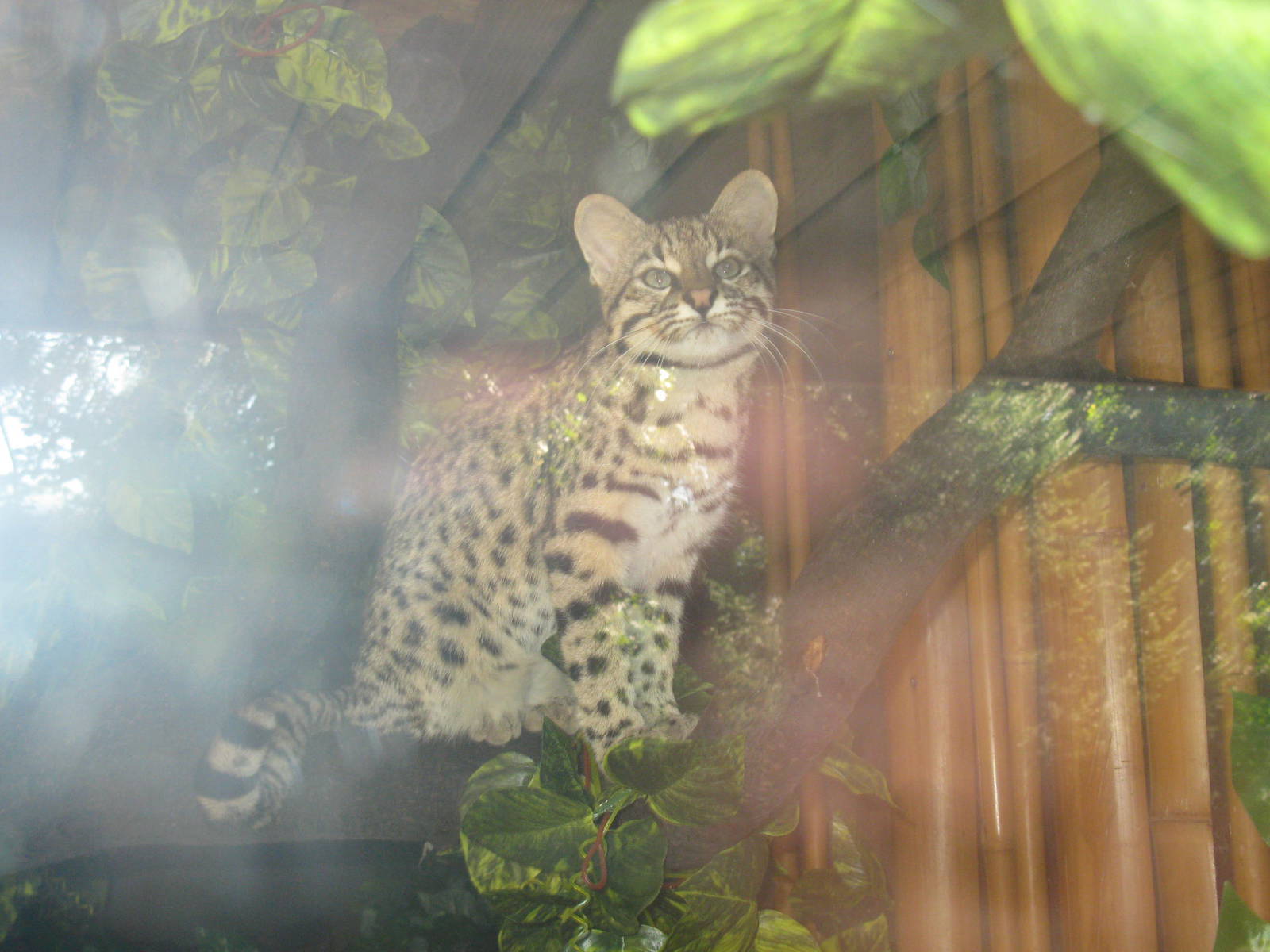 Geoffroys cat