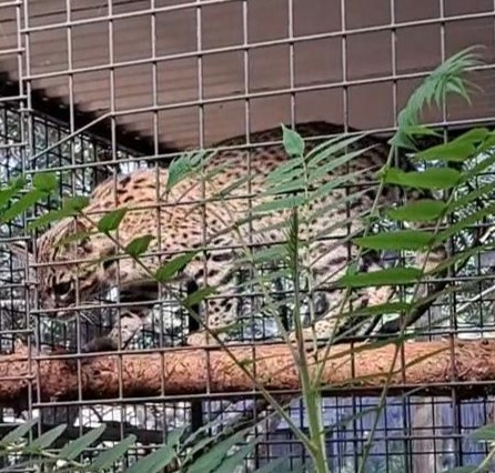 geoffroy"s cat