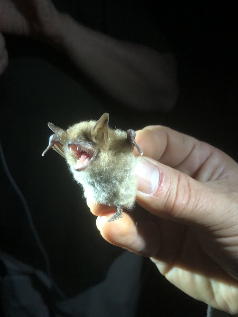 Geoffroy’s Bat (Myotis emarginatus)