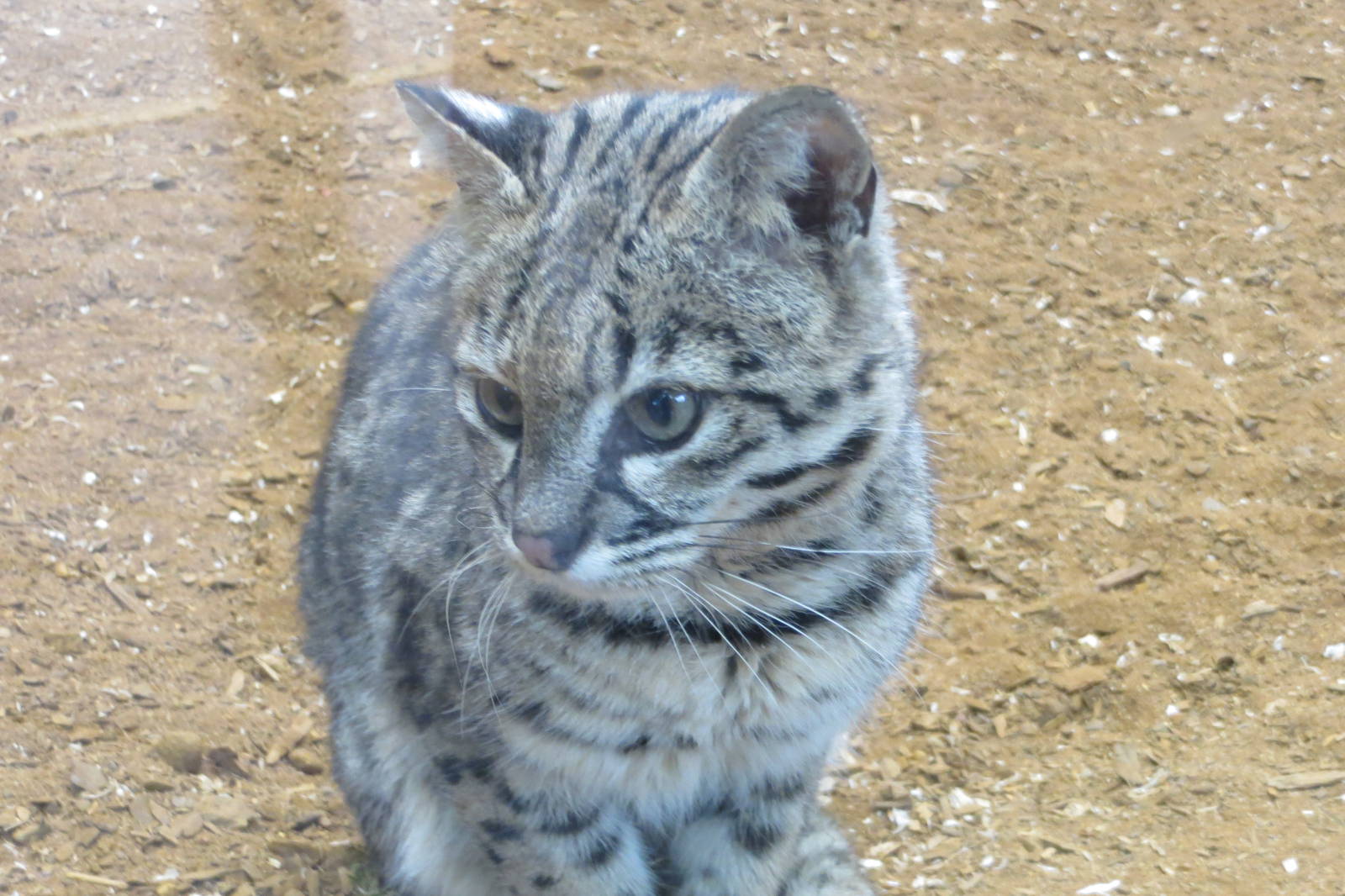 geoffroys cat 020313