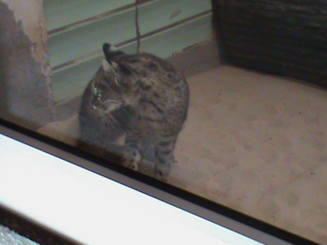 geoffroys cat 050910