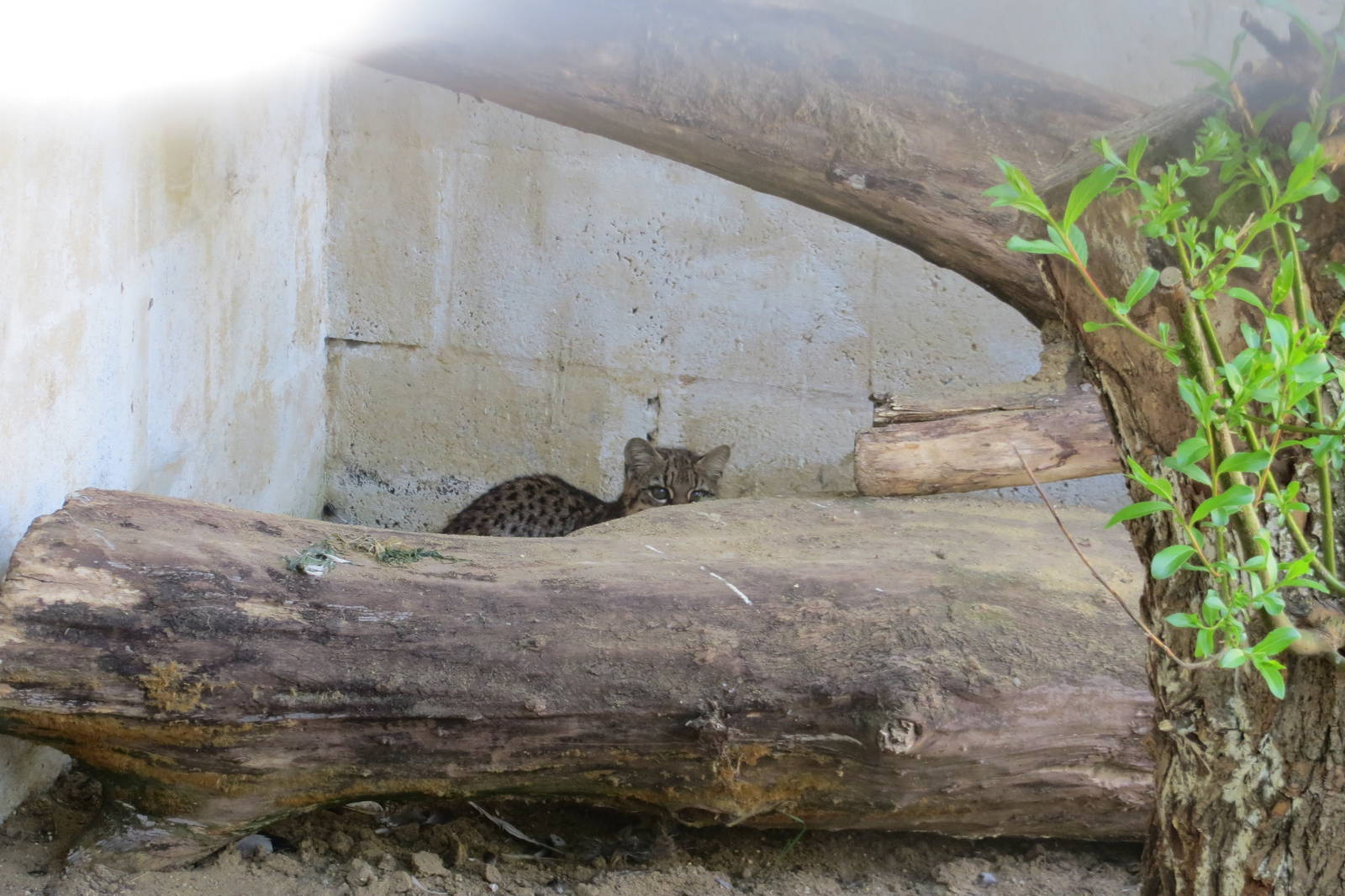 Geoffroys Cat 090515