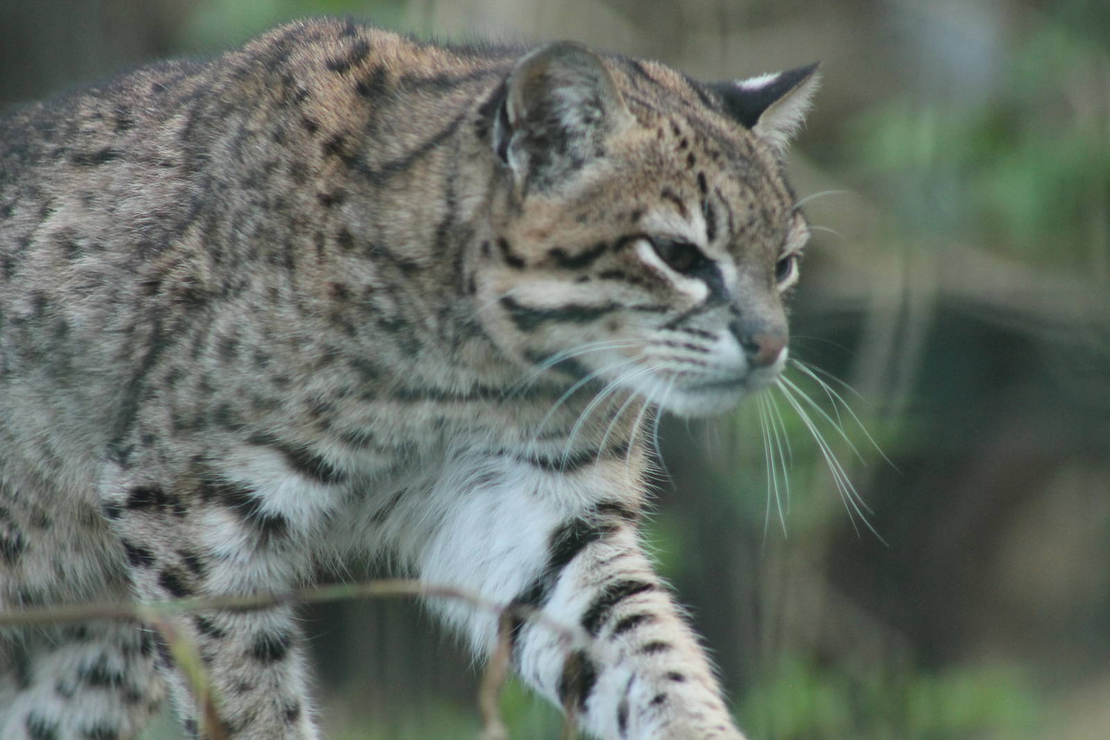 Geoffroy's Cat - 13th April 2014