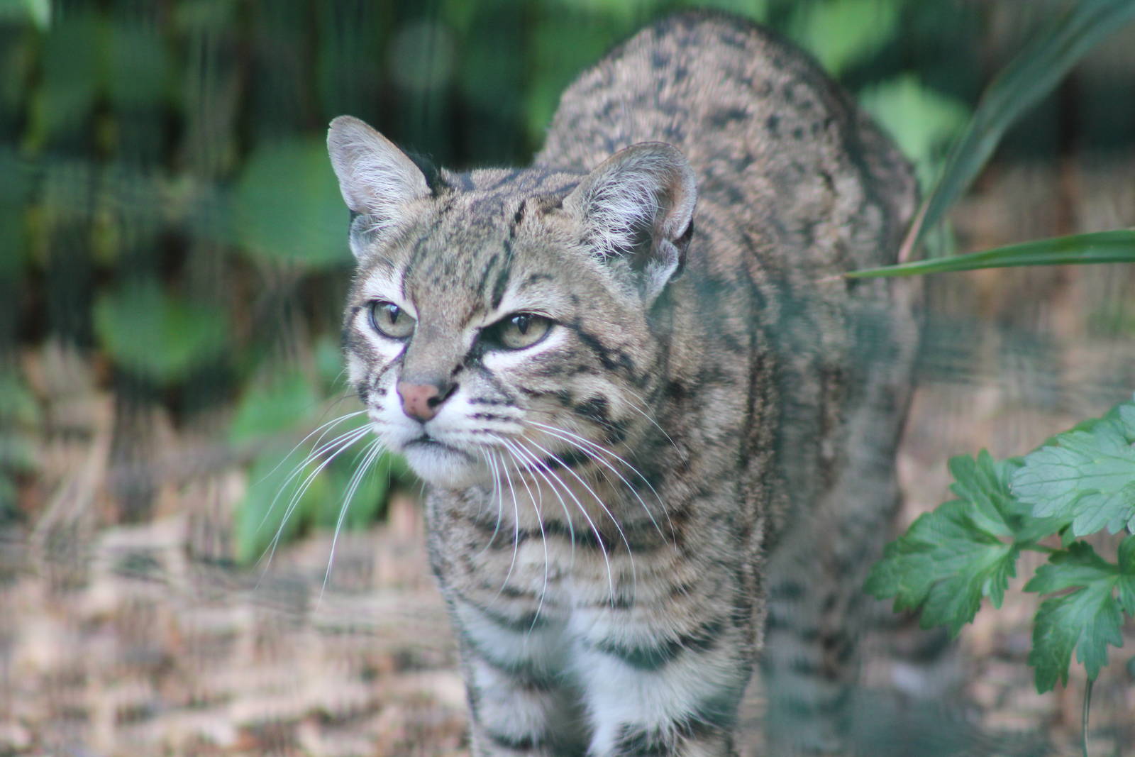 Geoffroys Cat - 25th May 2013