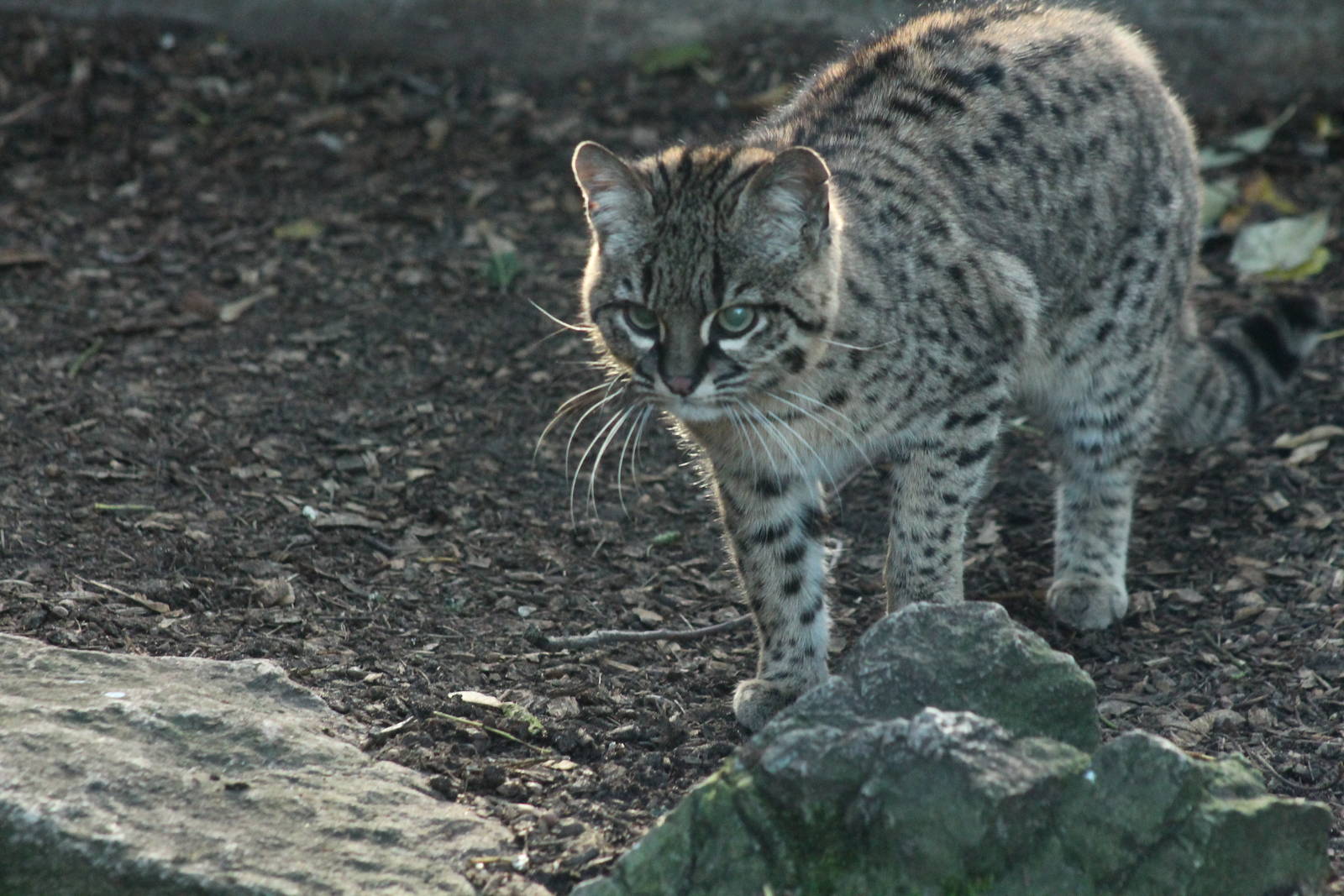 Geoffroy's Cat - 6th Dec 2013