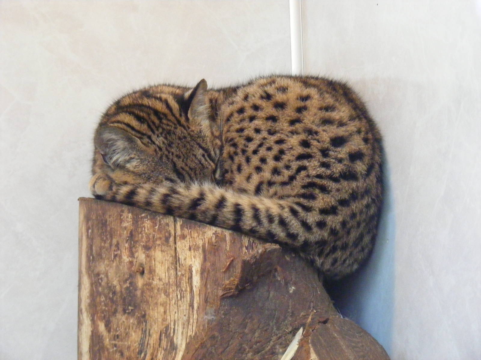 Geoffroy's cat at Banham Zoo, 14 September 2010