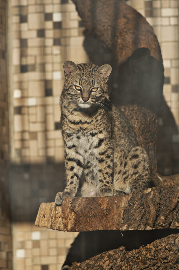 Geoffroy's cat at Berlin Tierpark