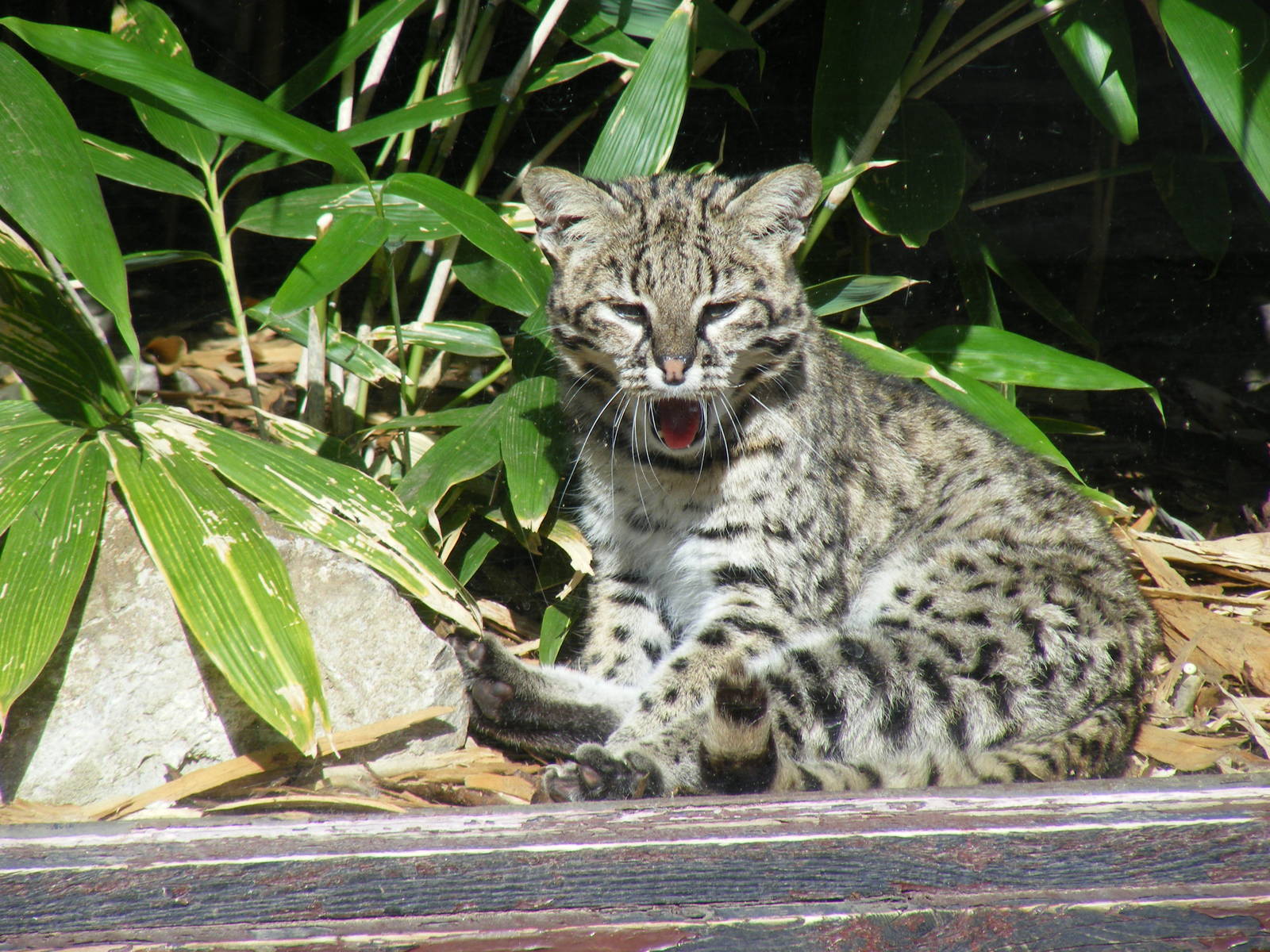 Geoffroy's cat at Colchester Zoo, 17 September 2010