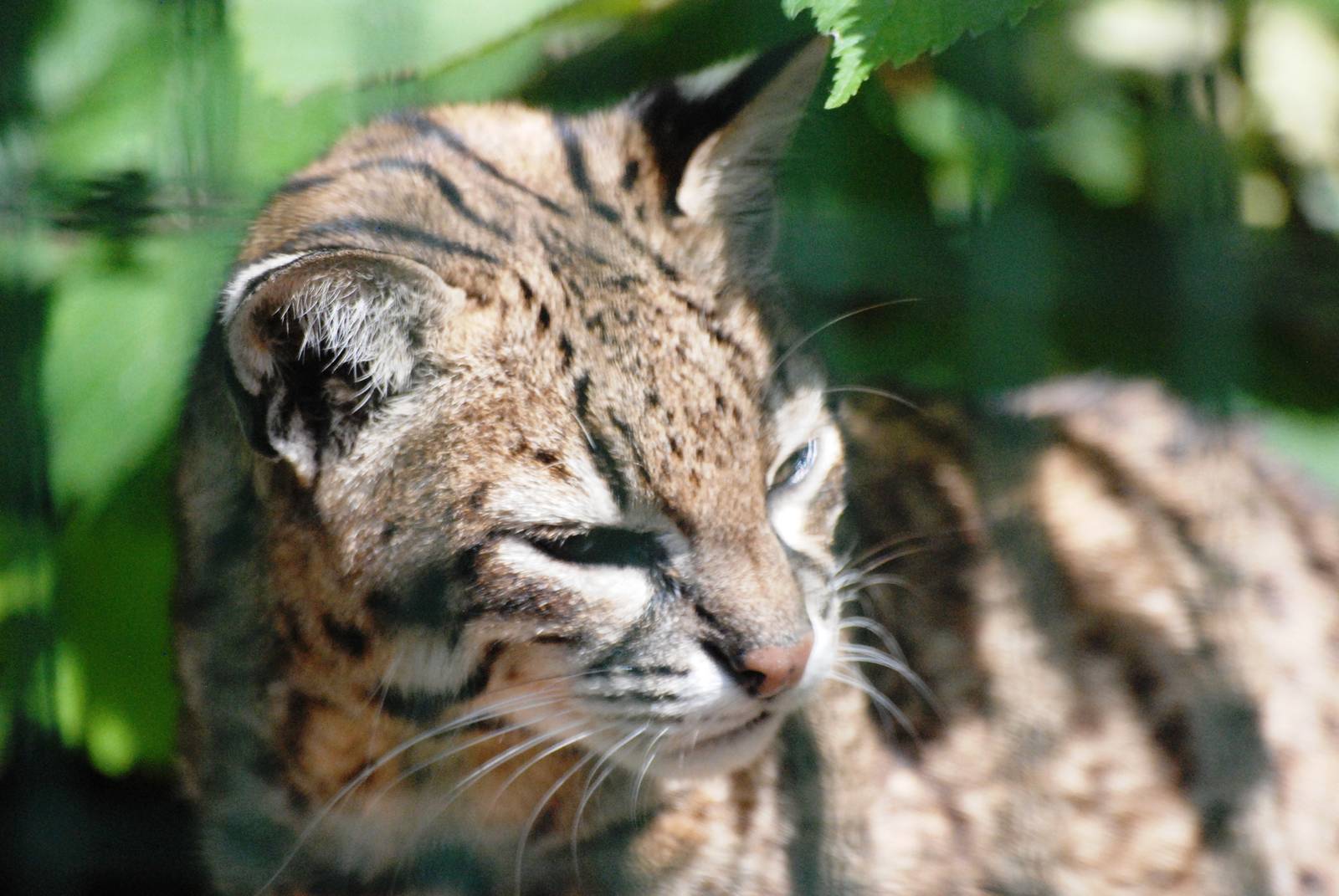 Geoffroy's Cat at Dudley, 14/07/13