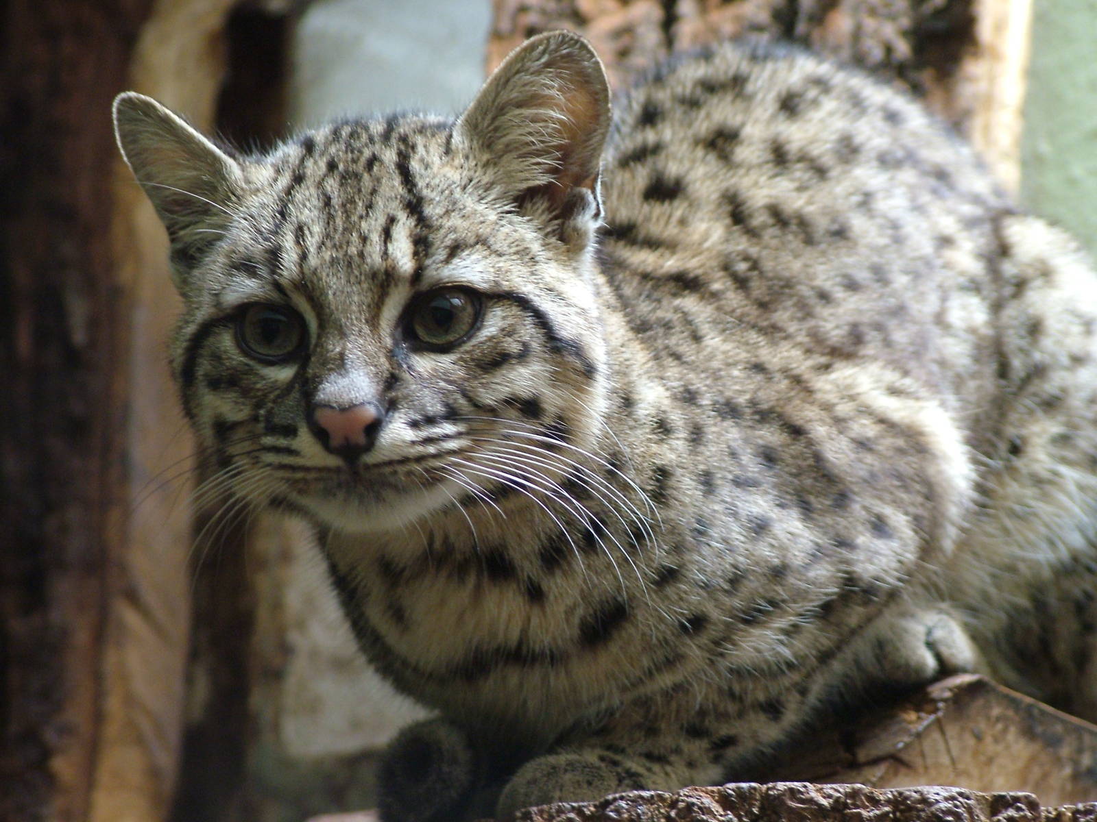 Geoffroy's Cat at Jihlava, 31/05/10