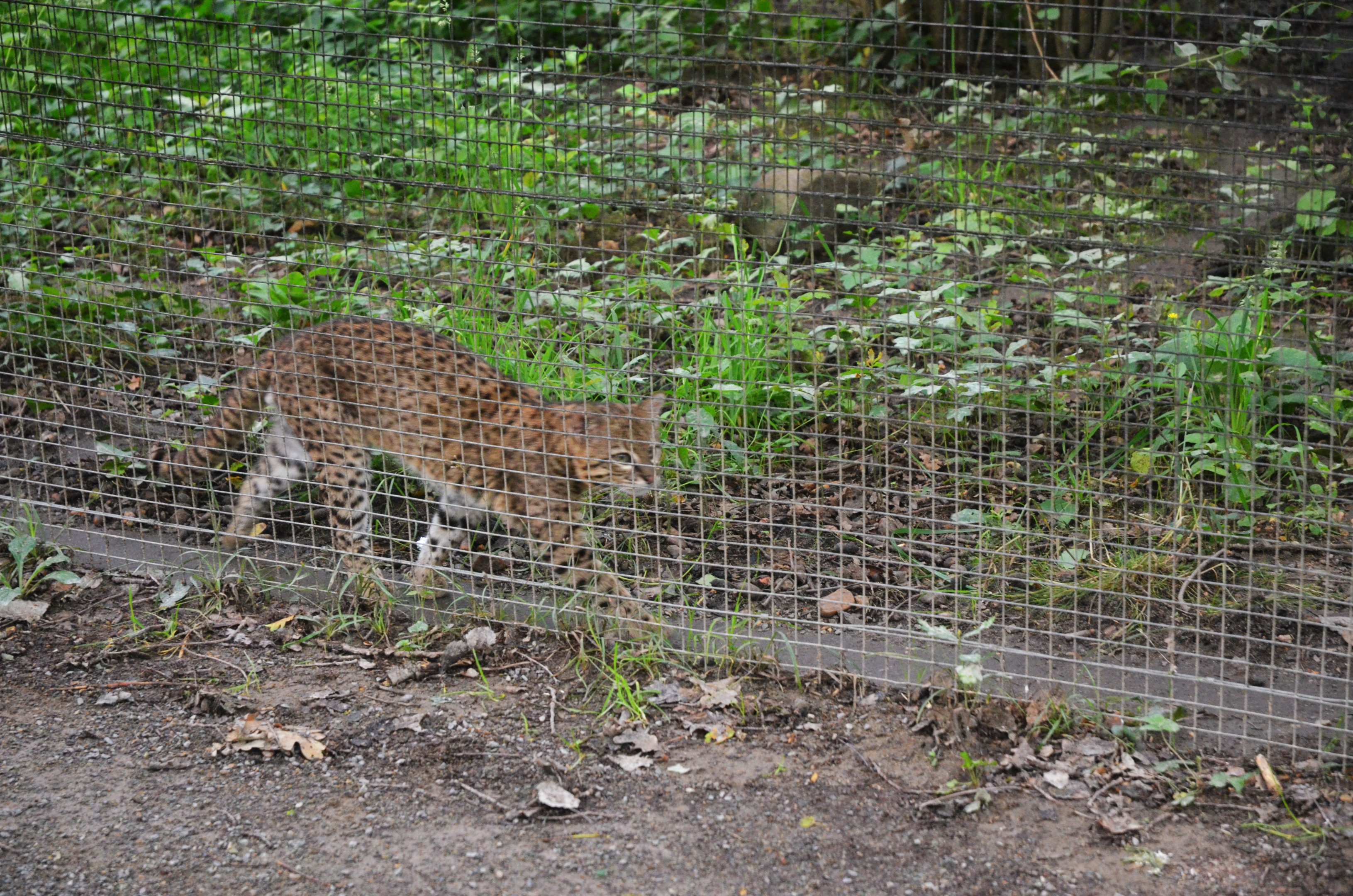 Geoffroy's Cat at Spaycific'Zoo, 13/06/18