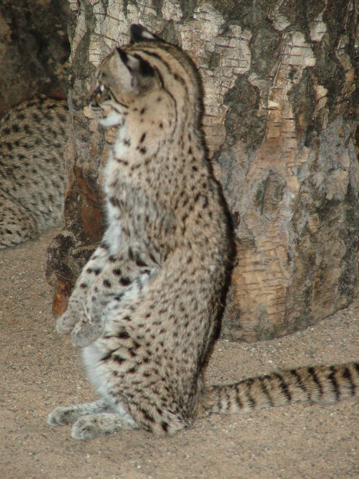 Geoffroy's Cat at Wuppertal 13/05/09