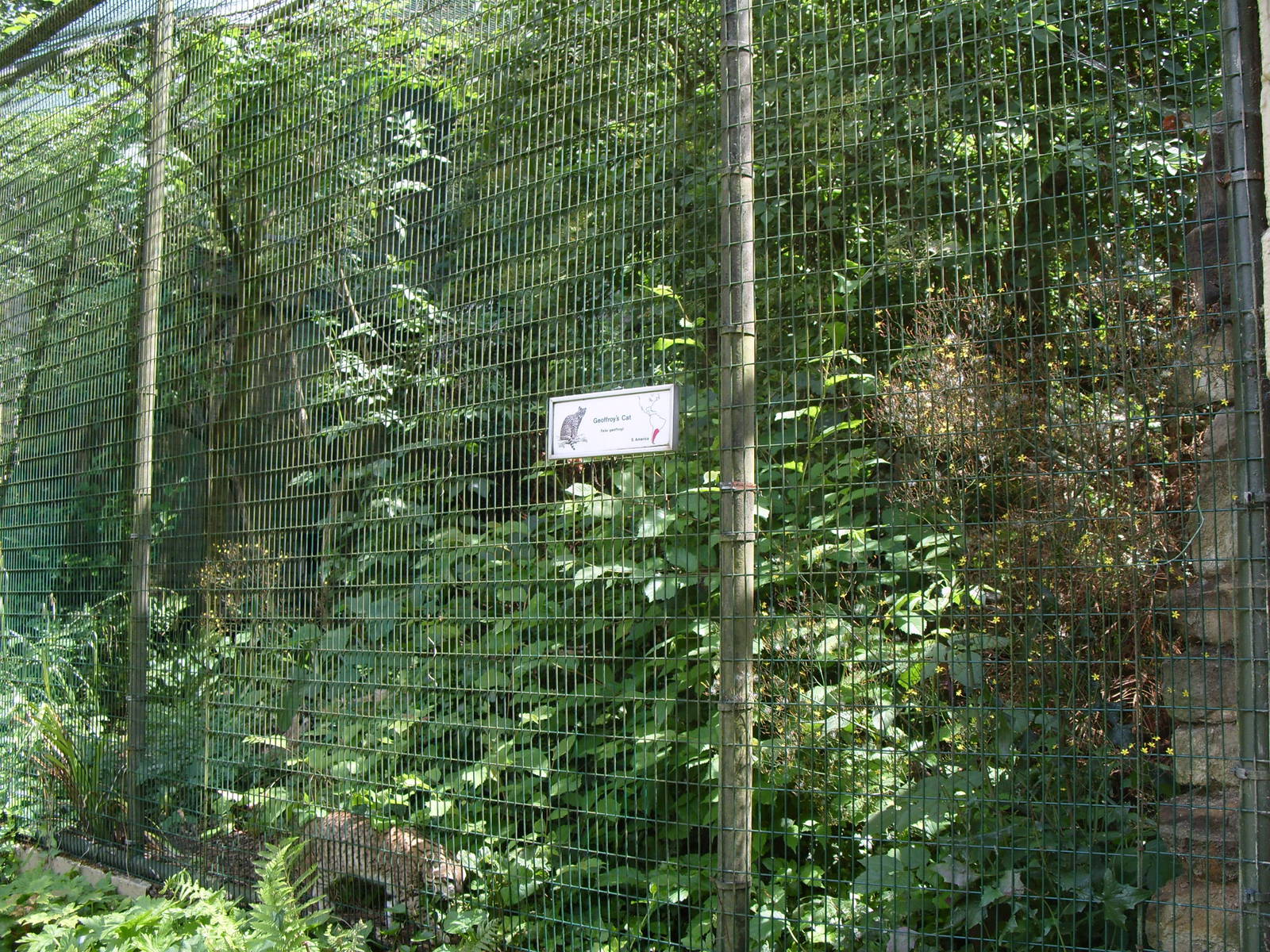 GEOFFROYS CAT ENCLOSURE
