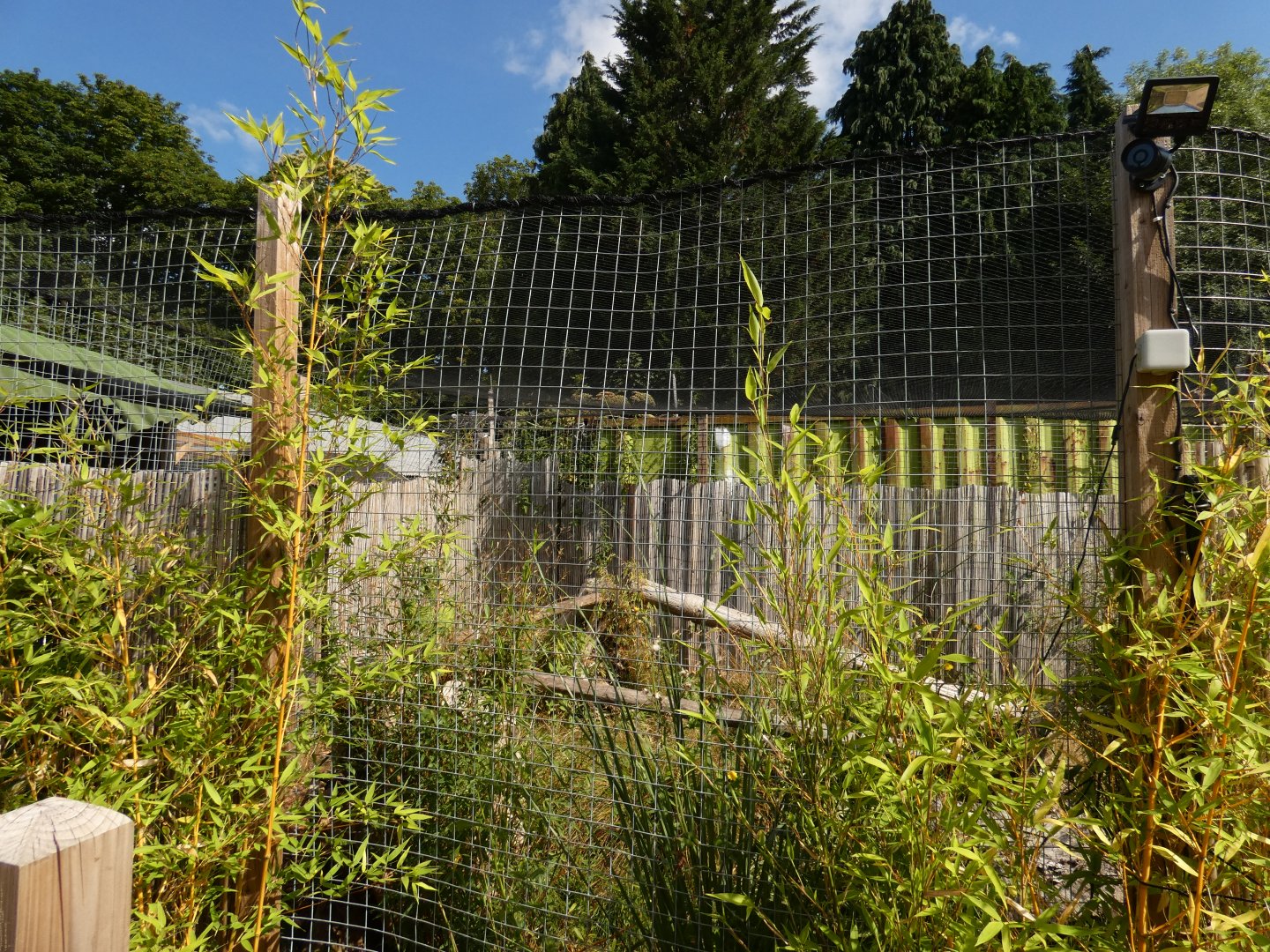 Geoffroy's Cat enclosure