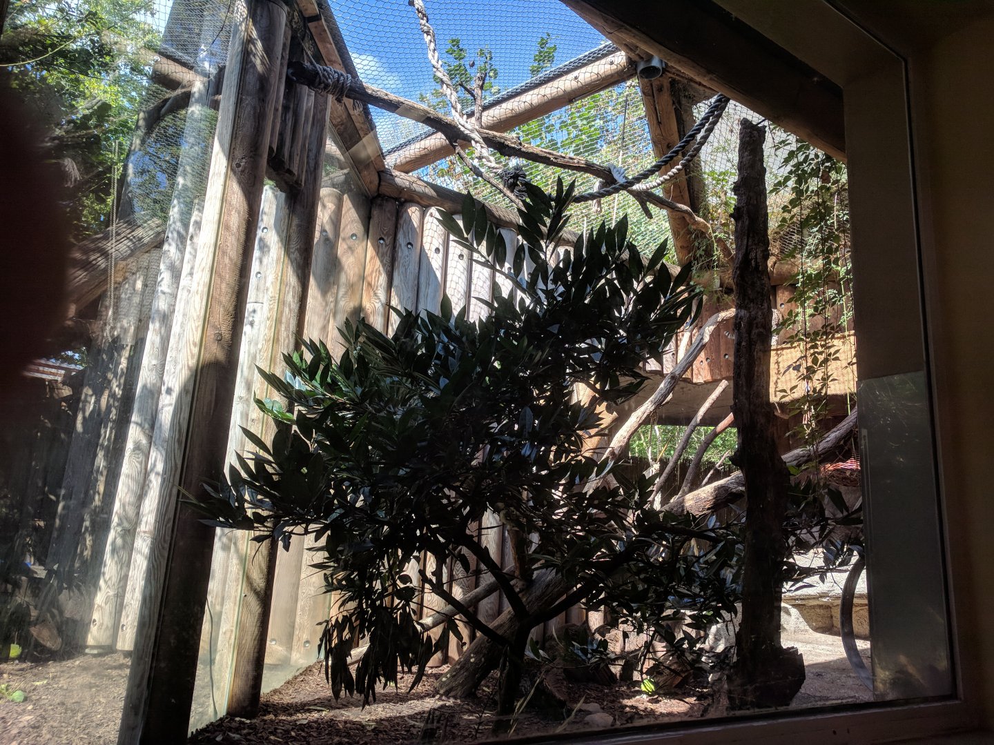 Geoffroys Cat Enclosure