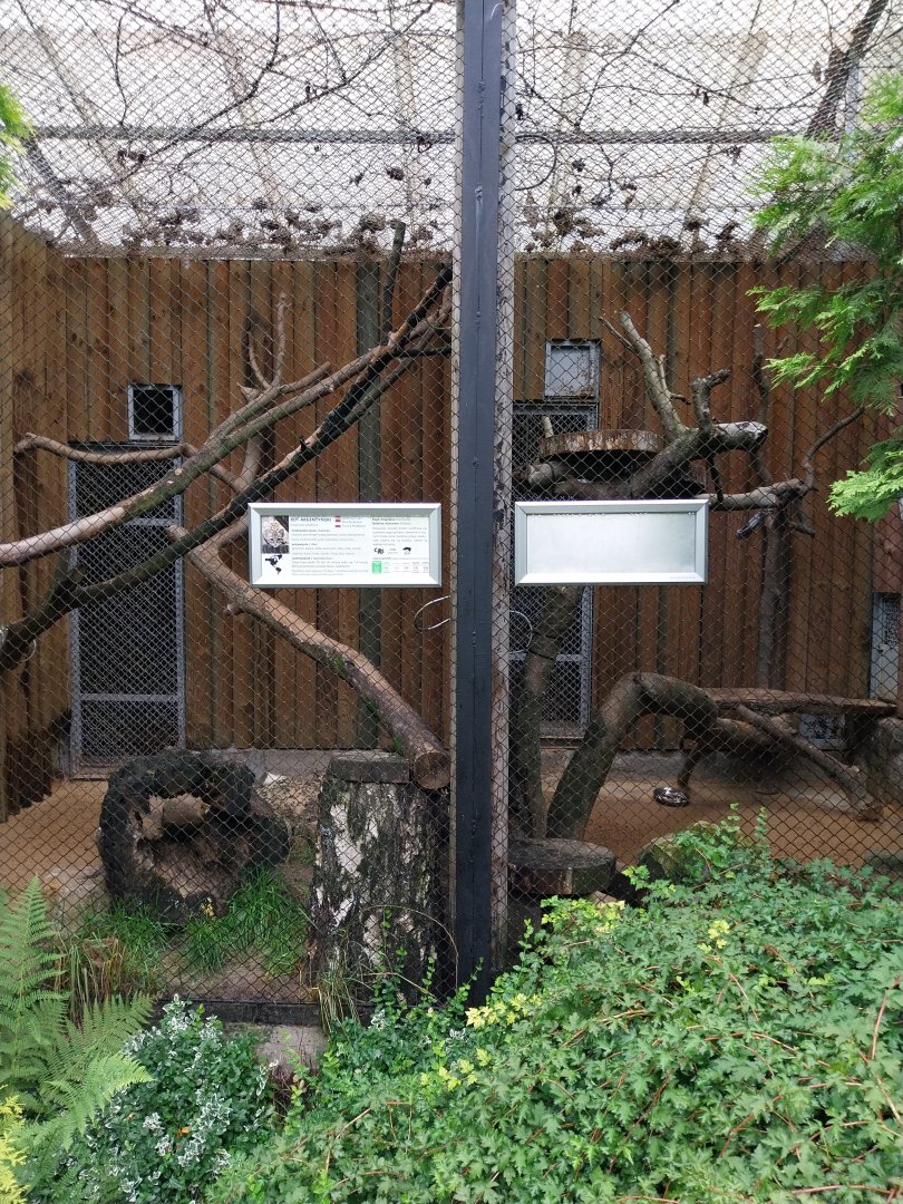 Geoffroy's Cat enclosures