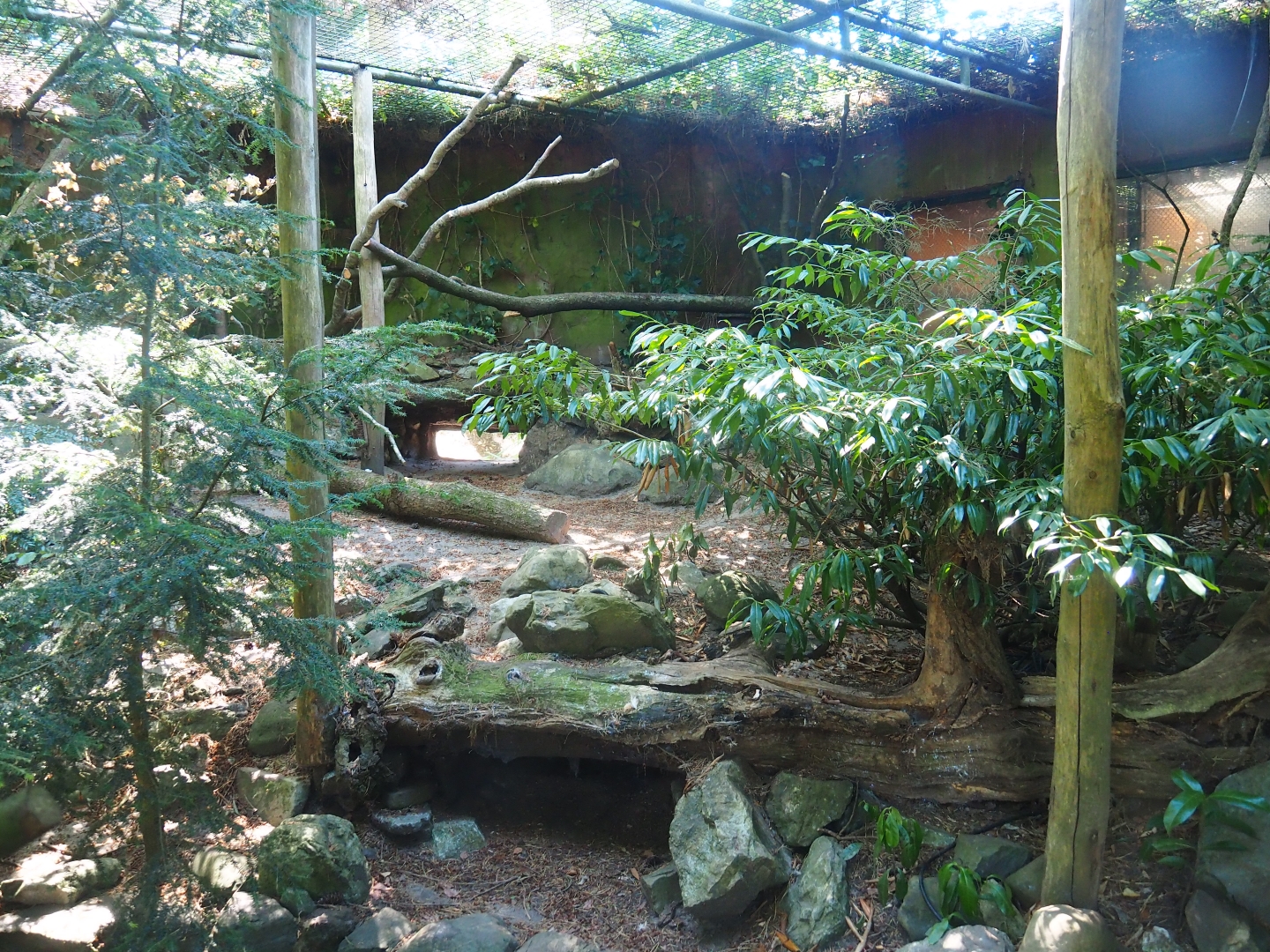 Geoffroy's cat exhibit 1