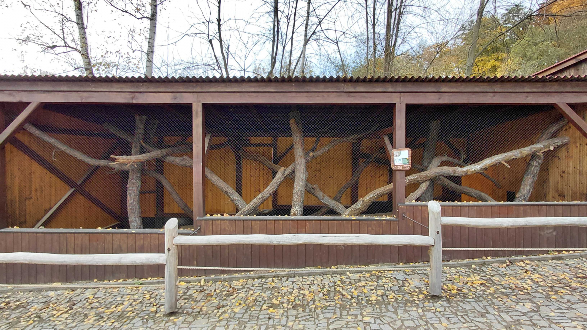 Geoffroy's cat exhibit #1