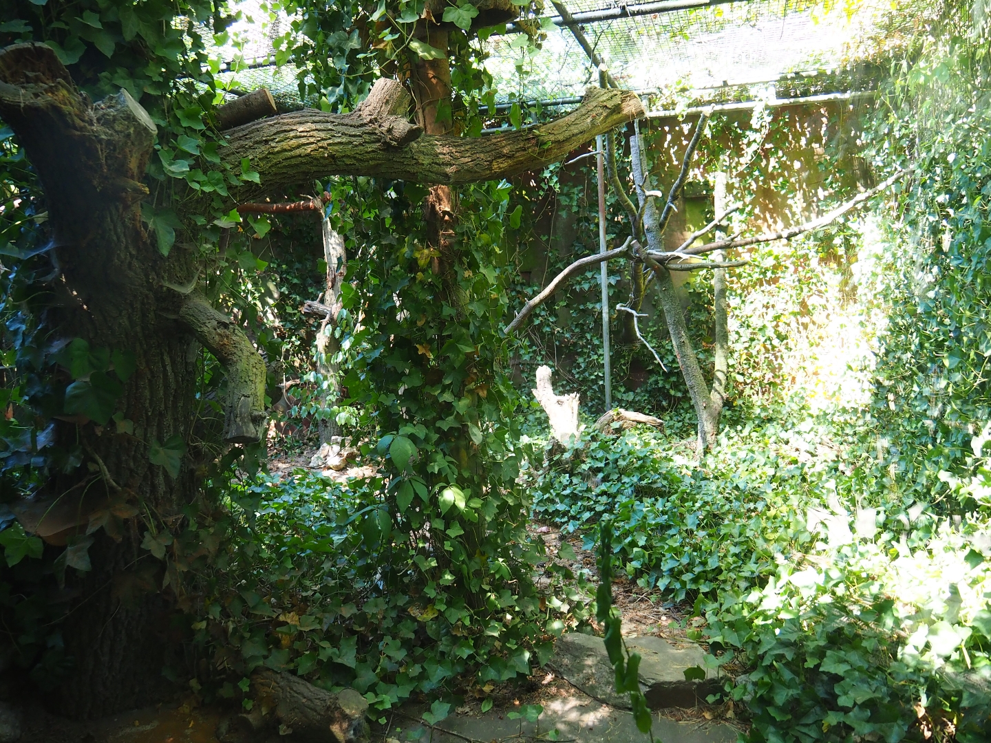 Geoffroy's cat exhibit 2