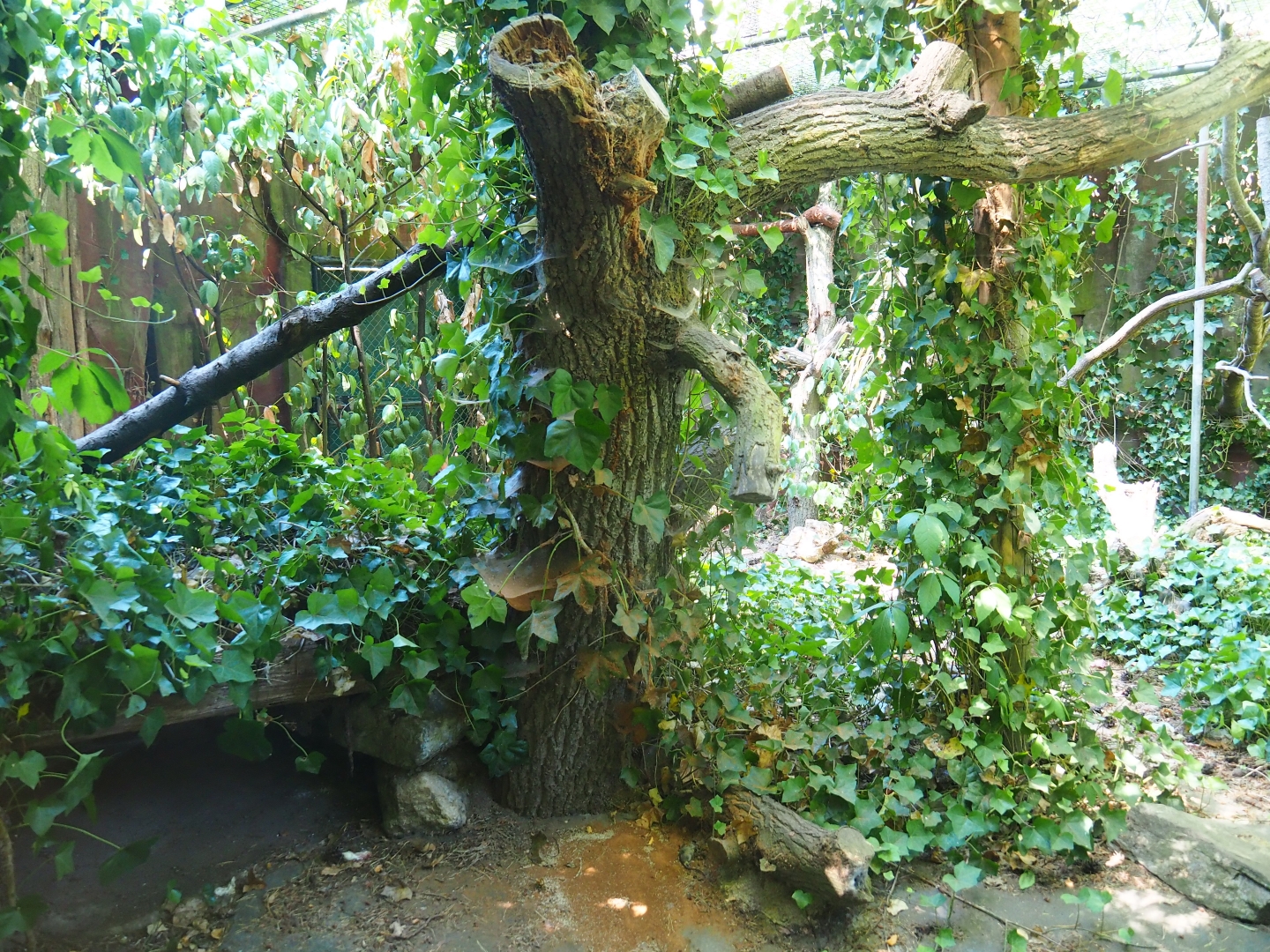 Geoffroy's cat exhibit 2