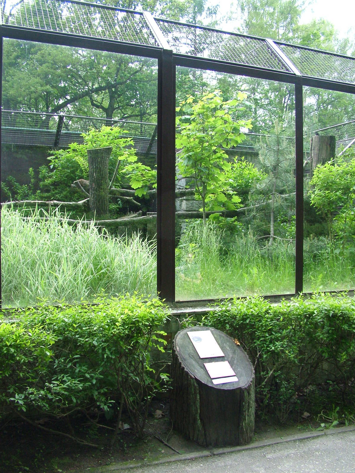 Geoffroy's Cat exhibit at Ostrava, 29/05/10