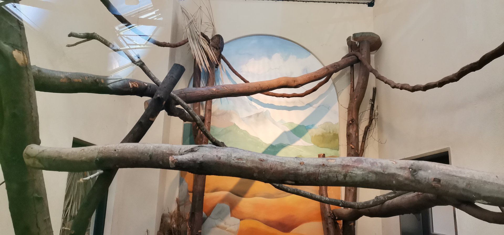 Geoffroy's Cat exhibit, indoor