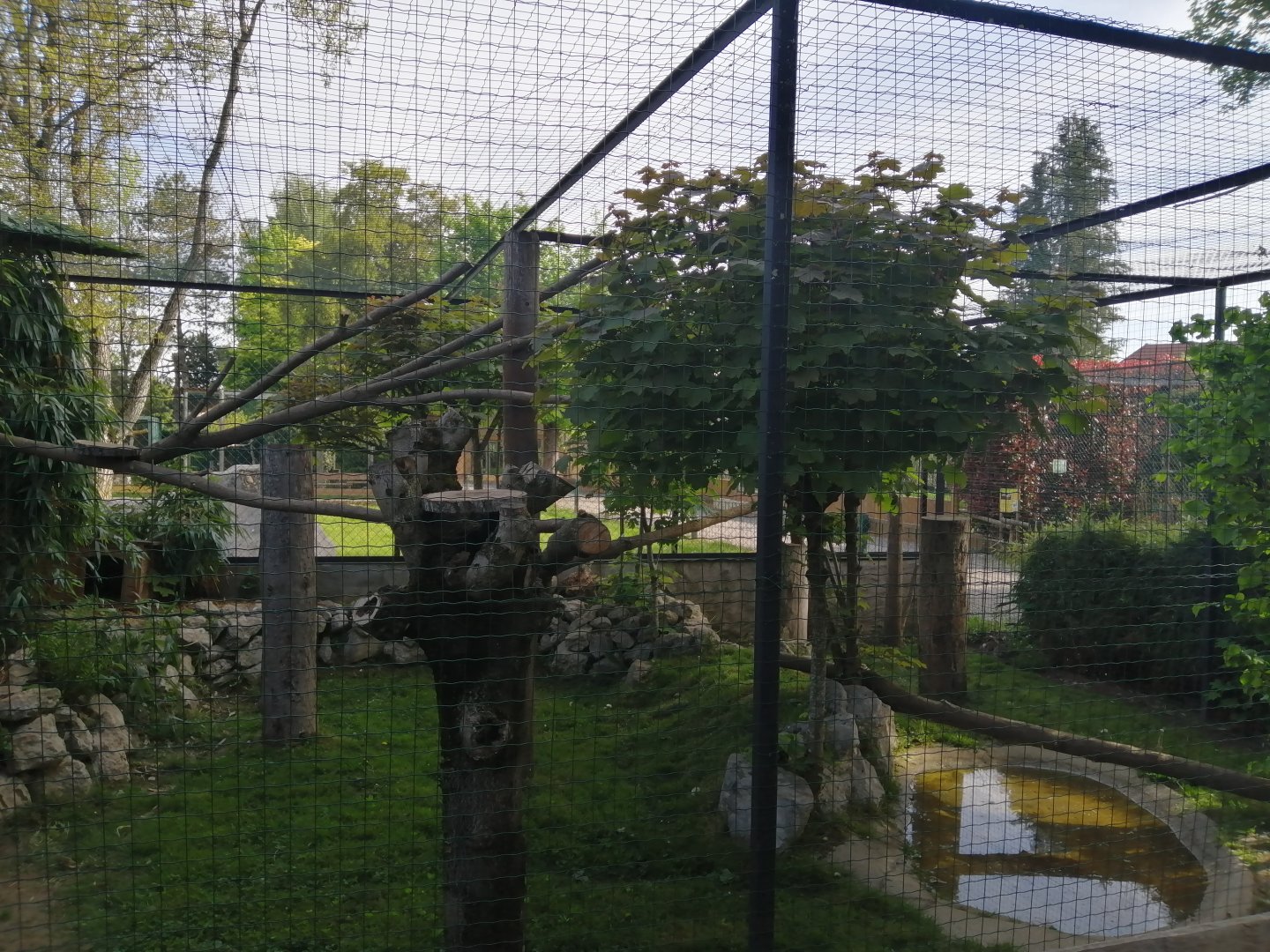 Geoffroy's cat exhibit (Leopardus geoffroyii)