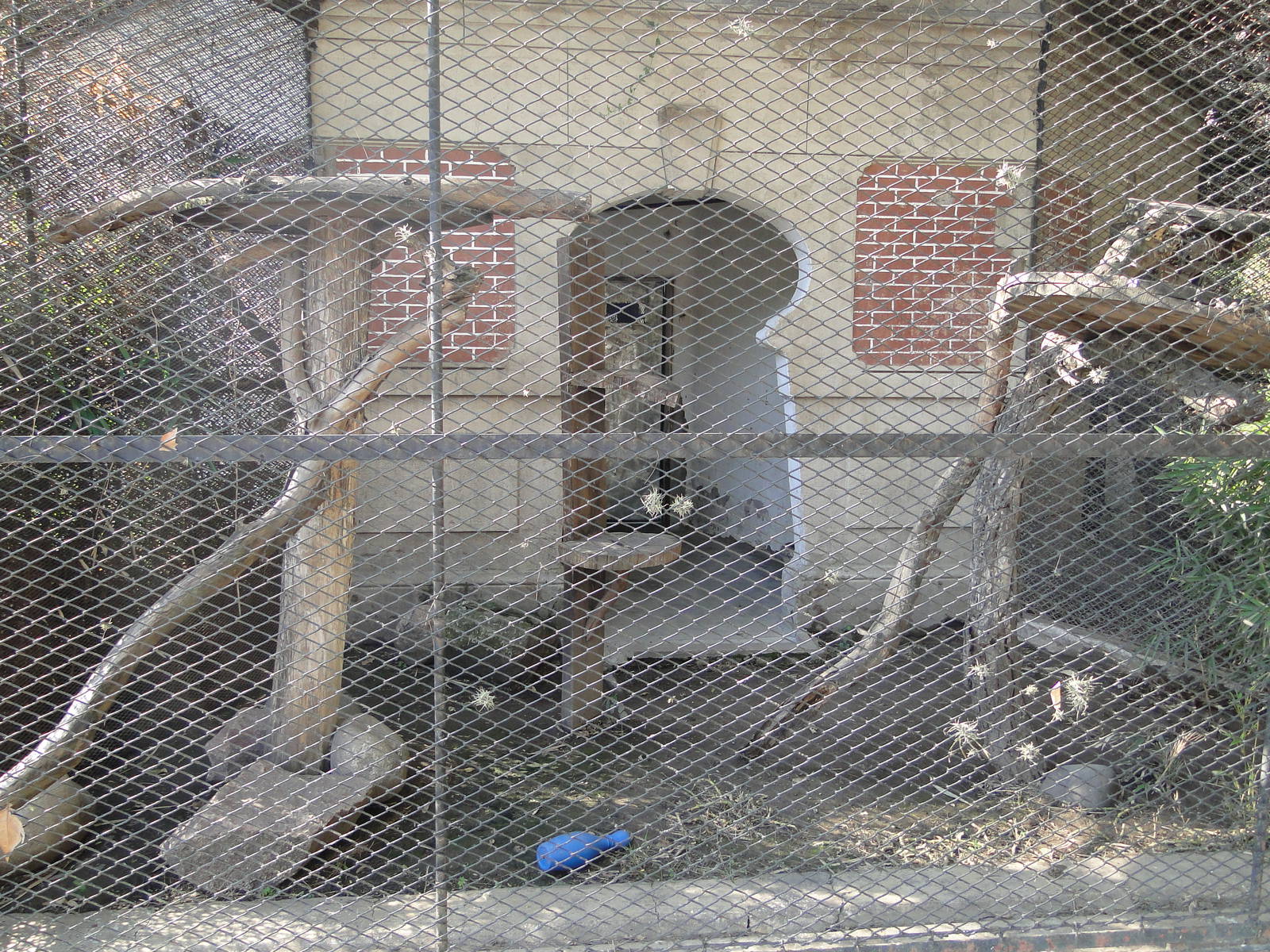 Geoffroy's Cat exhibit